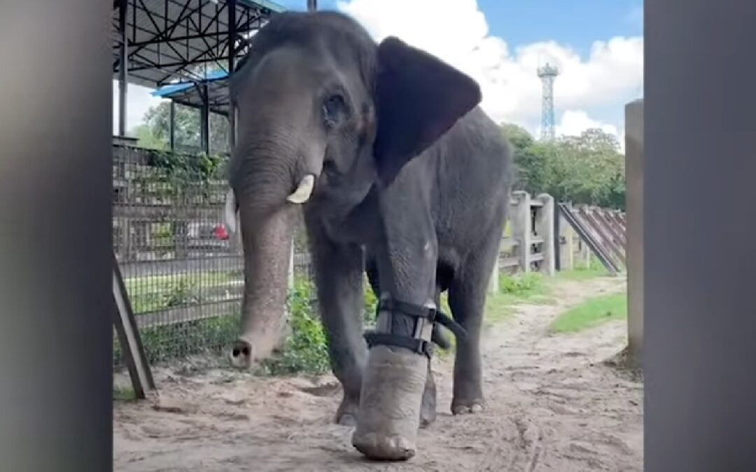 Asian elephant in Cambodia walking with a giant prosthetic foot