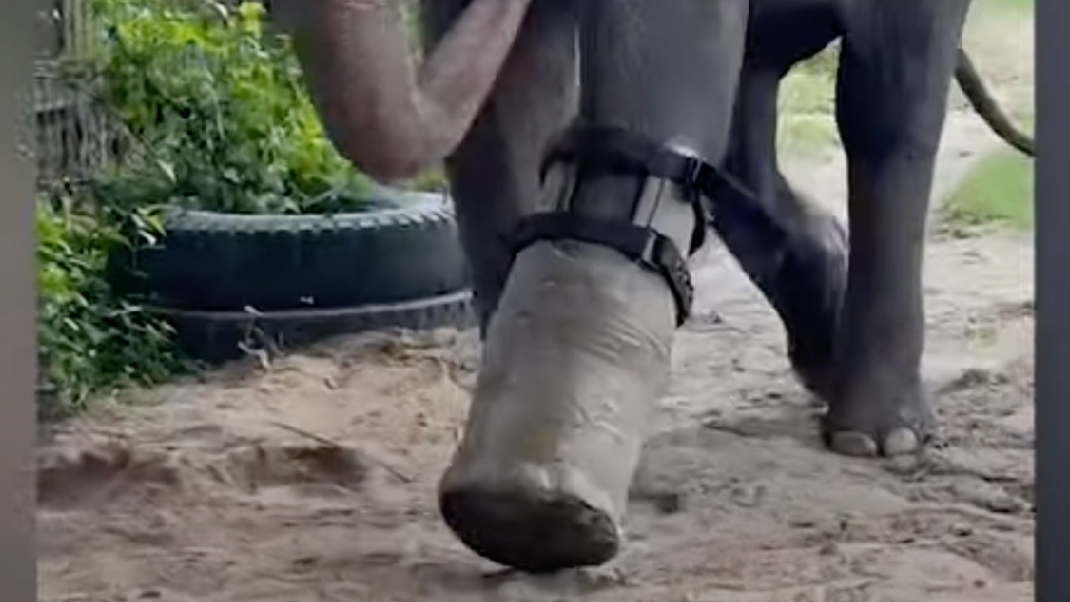 Close-up view of giant prosthetic foot on Asian elephant