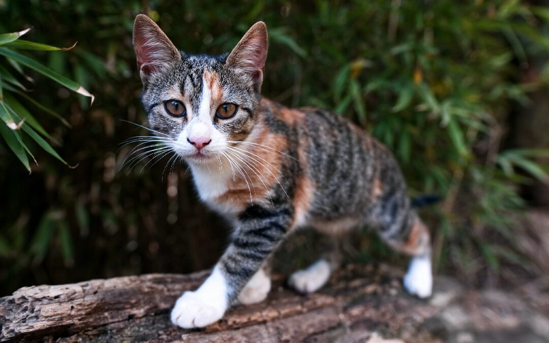 Feral cat on a rock, showing new birth control shot method and how it could address overpopulation problem