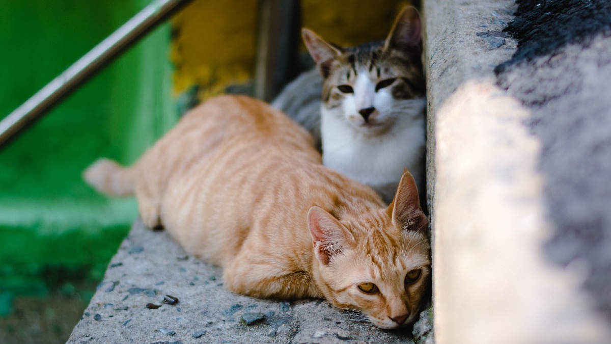 Feral cats on steps, showing new birth control shot method and how it could address overpopulation problem