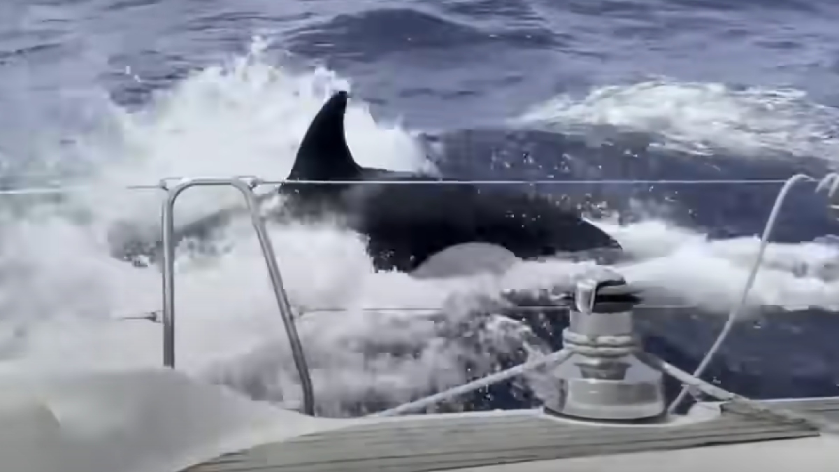 Orca whale attacking boat near the Iberian Peninsula, highlighting reason it is doing it