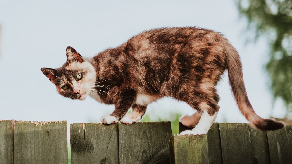 Outdoor cat walking on a fence