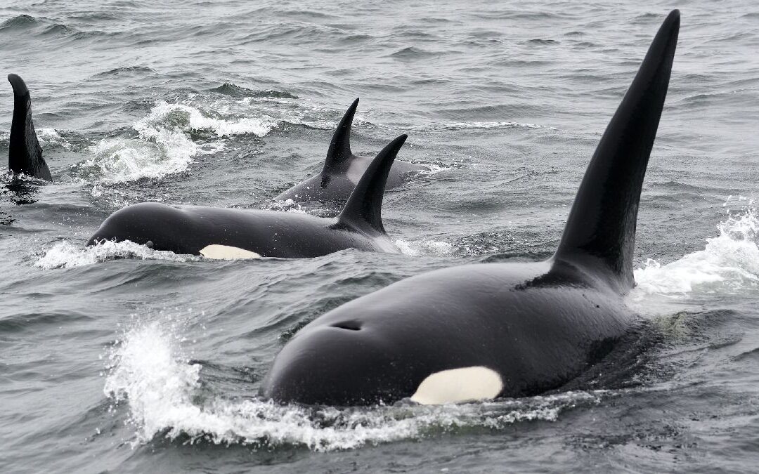 Pod of orca whales, highlighting how attacks on boats are likely due to one reason