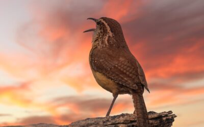 Listening to Bird Songs Improves Mental Health, Shows Studies