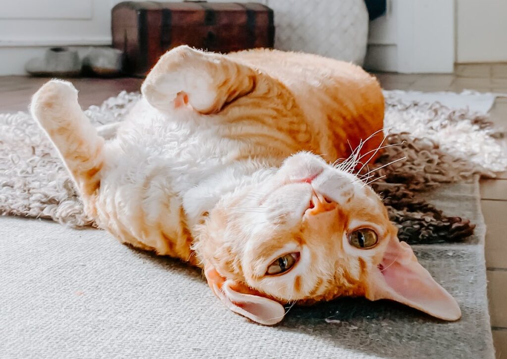 Red and white cat rolling around, show why cats purr