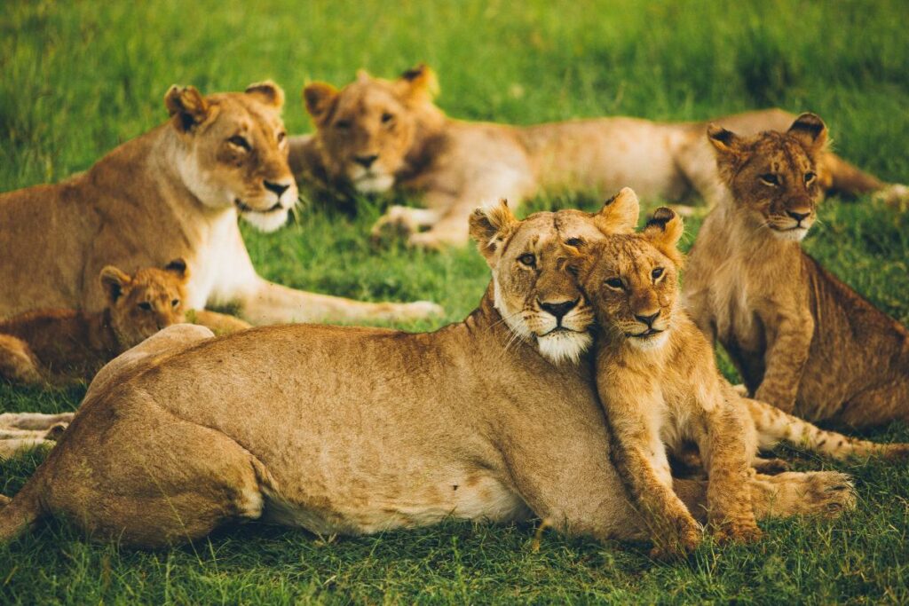 Lion pride, showing why lions roar and other vocalizations