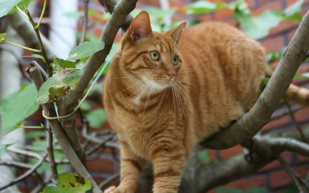 Orange tabby cat in a tree, highlighting how cats became domesticated at pets