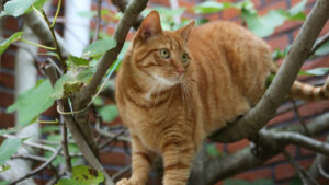 Orange tabby cat in a tree, highlighting how cats became domesticated at pets