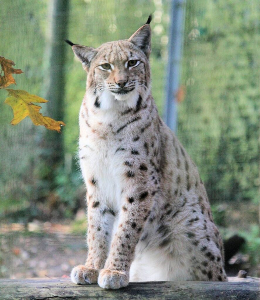 Eurasian Lynx, highlighting how cats became domestic pets 