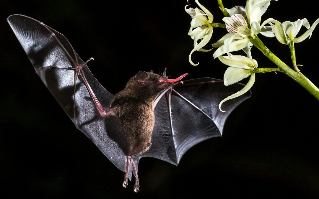 Bat sticking its tongue out, showing how nocturnal survive and see in the dark and at night