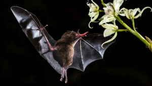 Bat sticking its tongue out, showing how nocturnal survive and see in the dark and at night