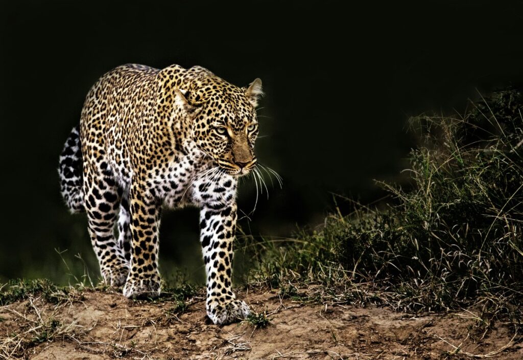 Leopard at night, showing how animals see in the dark