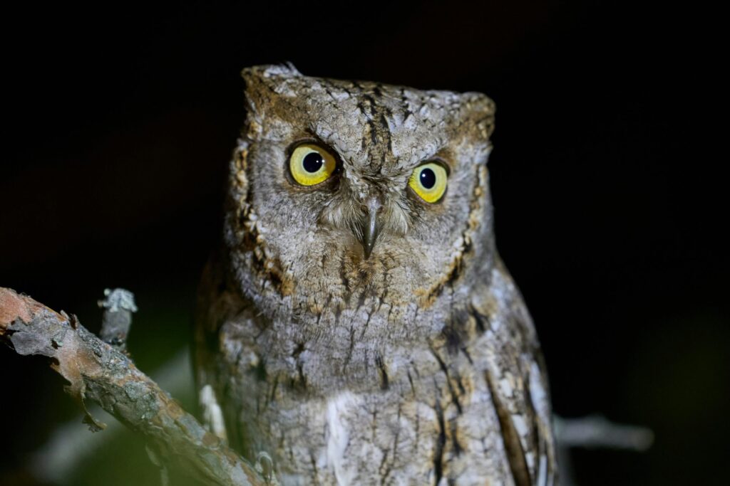 Owl at night, showing how nocturnal animals see and survive in the dark