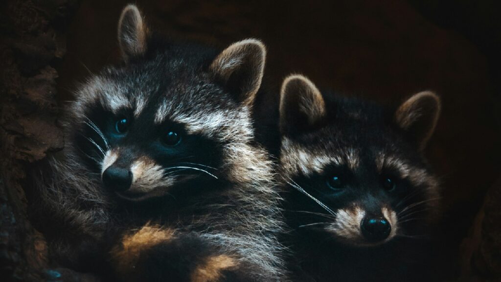 Raccoons sitting in a tree at night