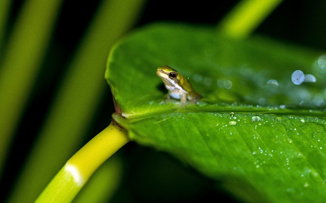 Frog on wet plant, showing how animals change behavior in rain