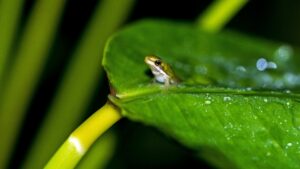 Frog on wet plant, showing how animals change behavior in rain