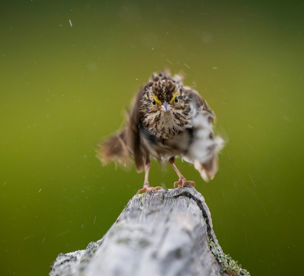 Sparrow shaking off the rain, showing how animals change behavior in rainy weather